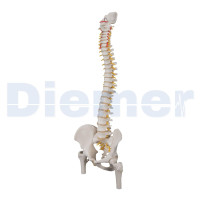 Columna Flexible V Clasica con Cabeza de Femur